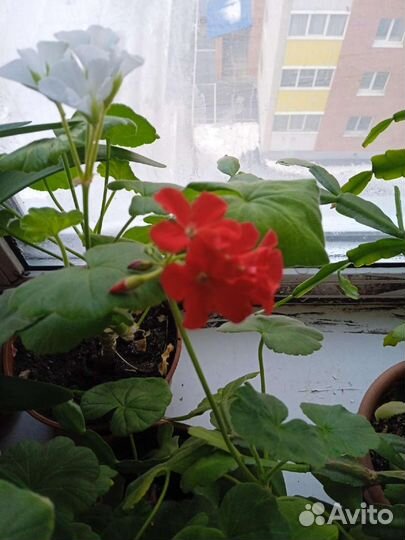 Пеларгония герань