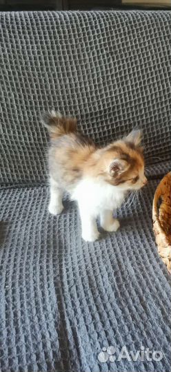 Курильский бобтейл котята
