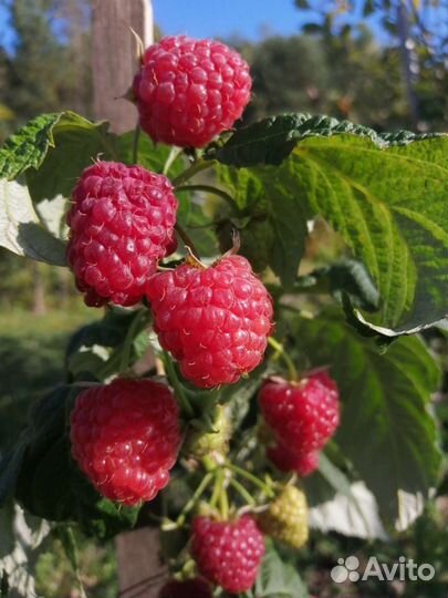 Саженцы ягодных культур