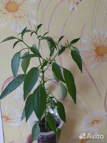 Перец комнатный сладкий и острый