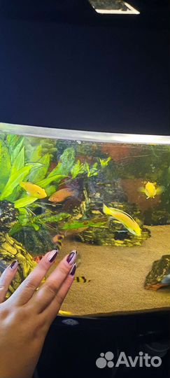 Цихлиды еллоу