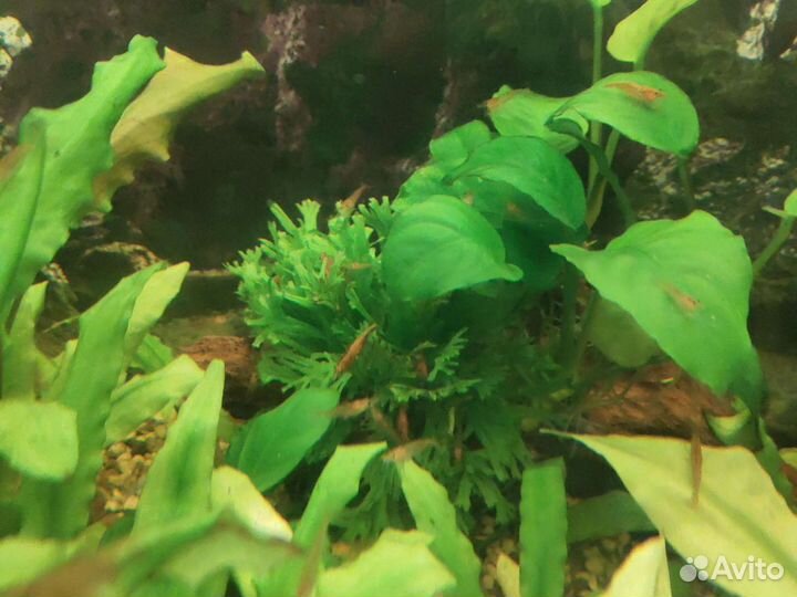 Аквариумные креветки