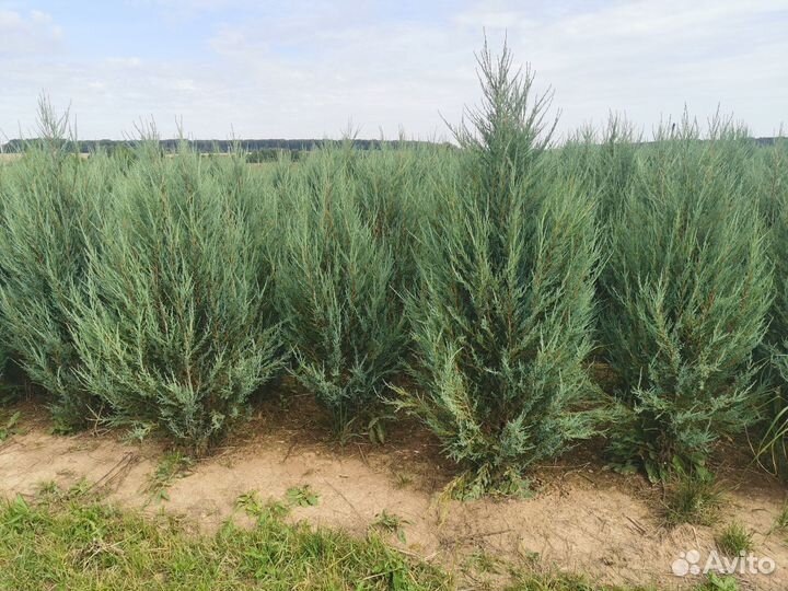 Можжевельник