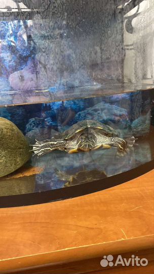 Передержка животных