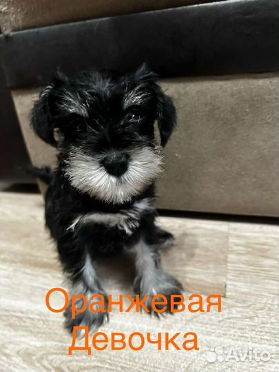 Цвергшнауцер