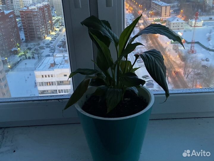 Спатифиллум