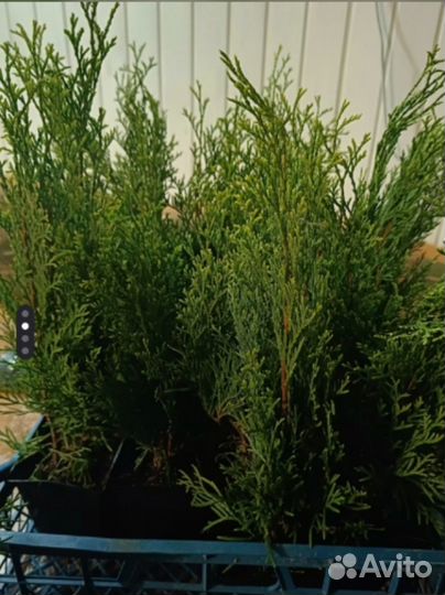 Саженцы туи смарагд