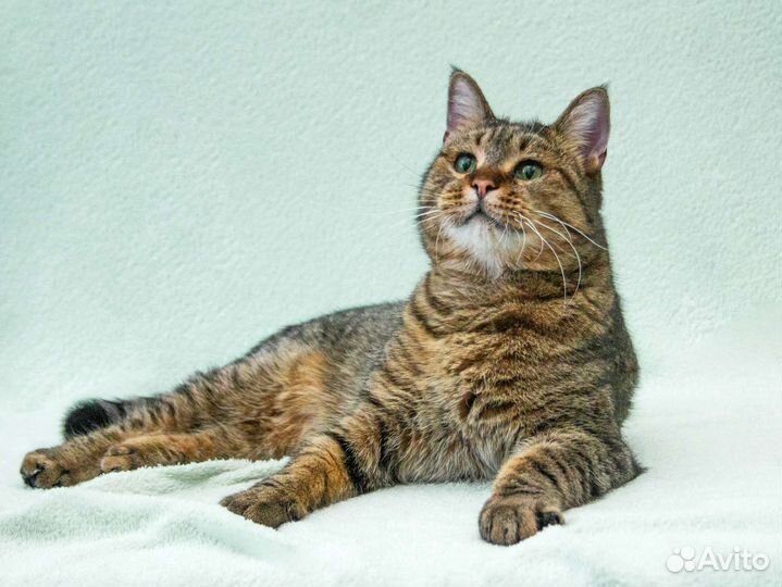 Кот Ярослав ищет свою семью