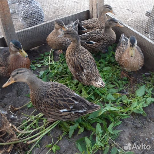 Утки подсадные для охоты