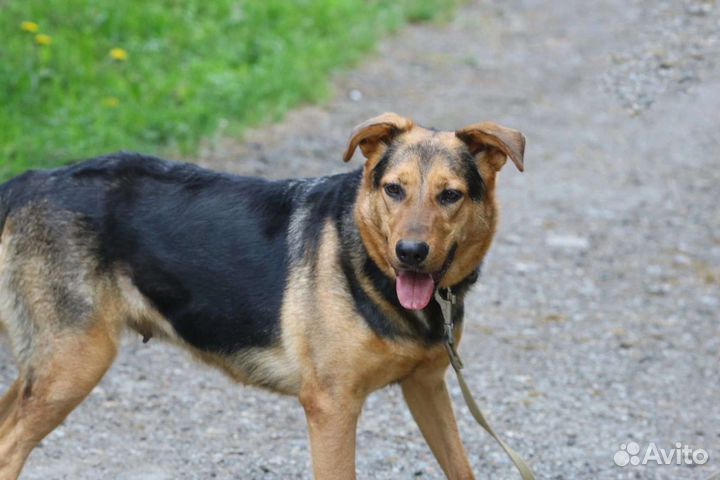 Умница Герда, стерилизована