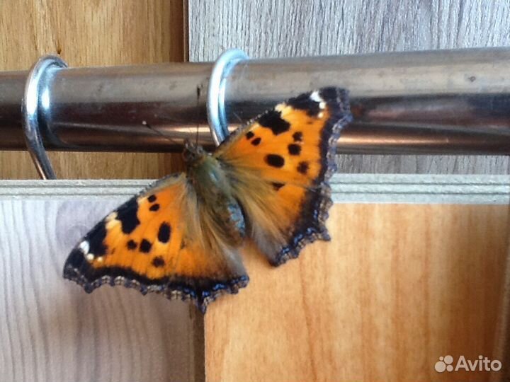 Укладка ламината