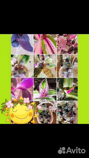 Dichorisandra masaica/Unblock антисептик