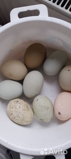 Яйца куринные домашние