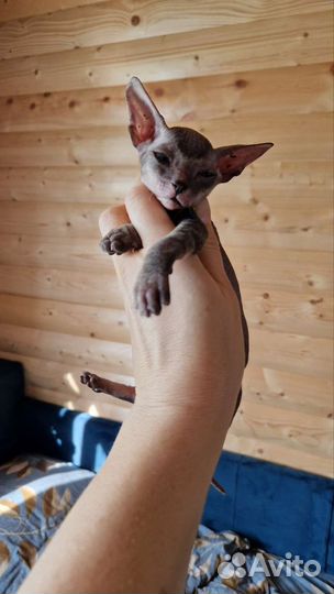 Донской сфинкс котята