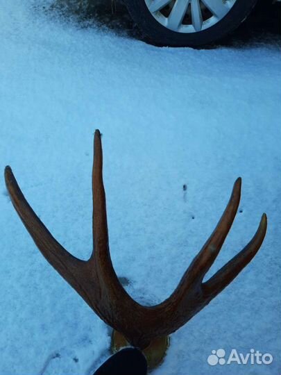 Продам рога лося