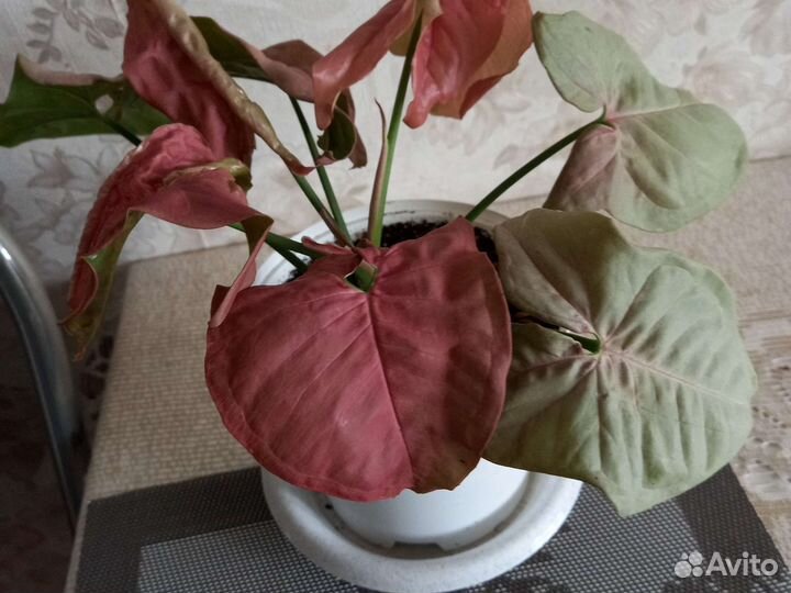 Сингониумы разные