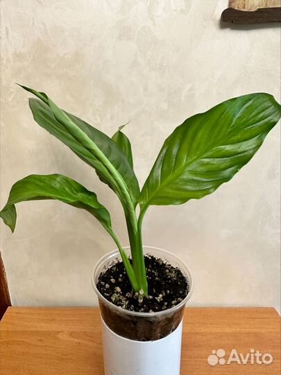 Спатифиллум Толстянка Каланхоэ