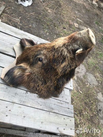 Чучело (голова) кабана