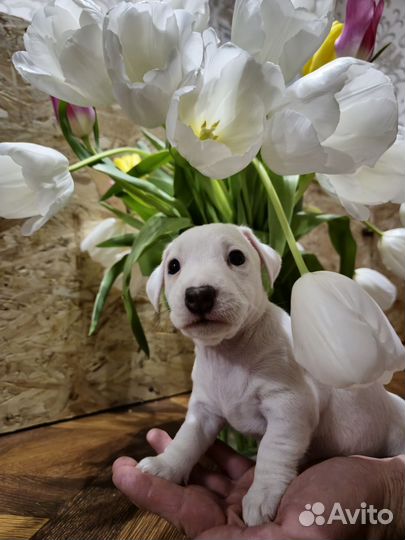 Чистокровные щенки джек рассел терьер