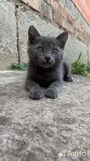 Красивенный котенок