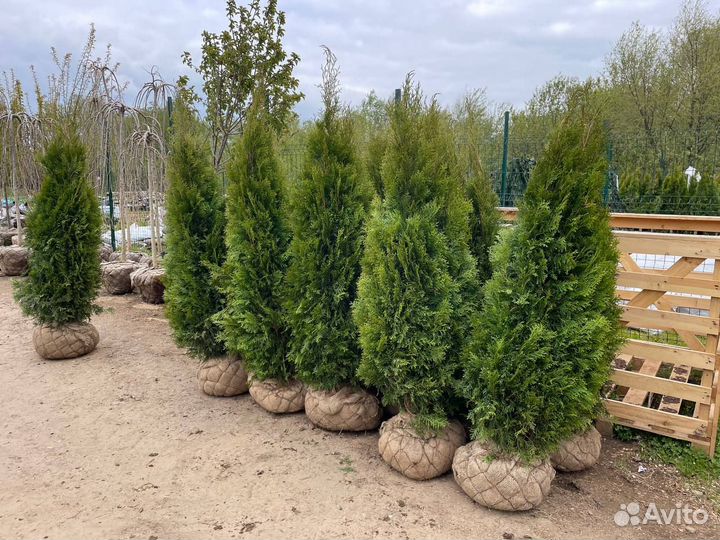 Туя смарагд