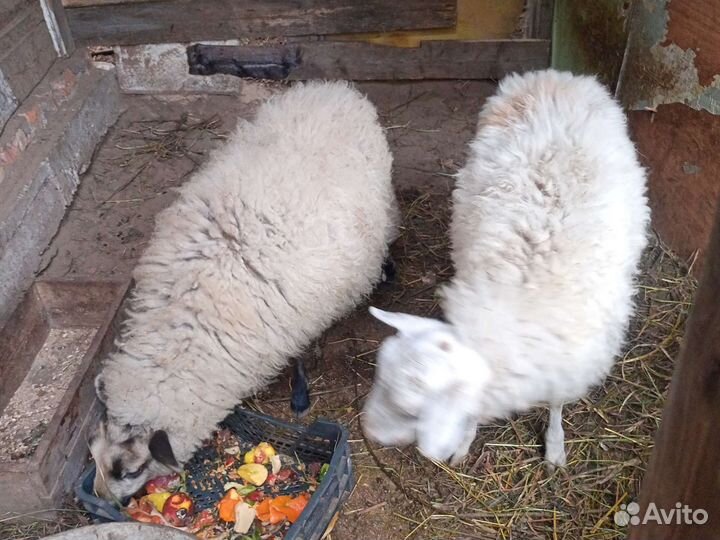 Овцы бараны