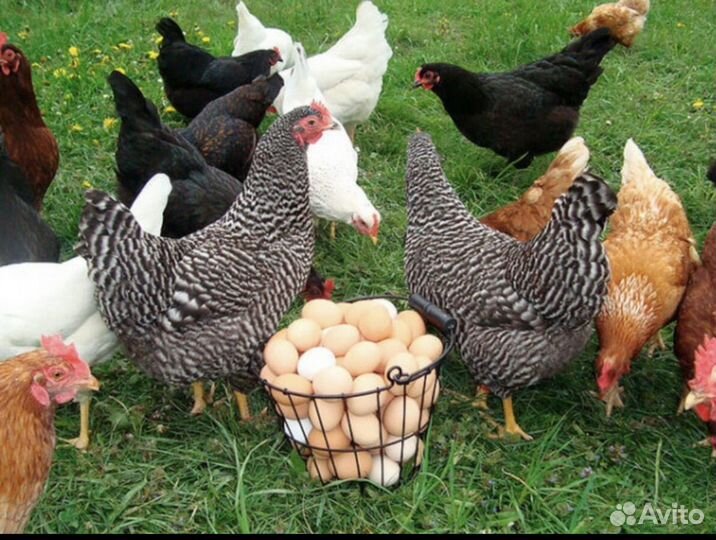 Куры несушки