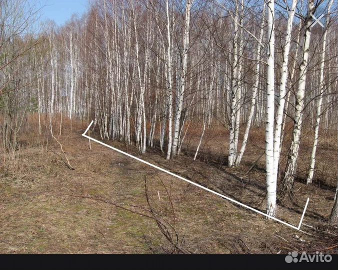 Береза кругляк на дрова