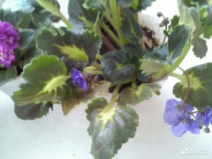 Продам Фиалки цветущие и маленькие