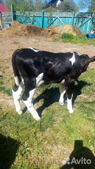 Телёнок бычок