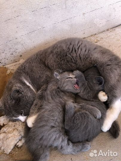 Котята в добрые руки