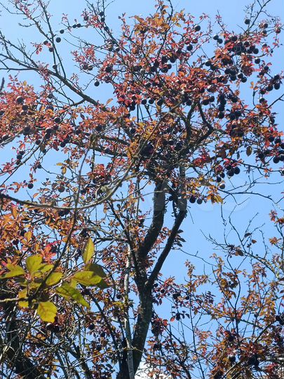 Дом 81,5 м² на участке 5 сот.