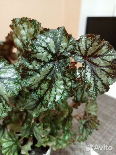 Бегония Кейн 