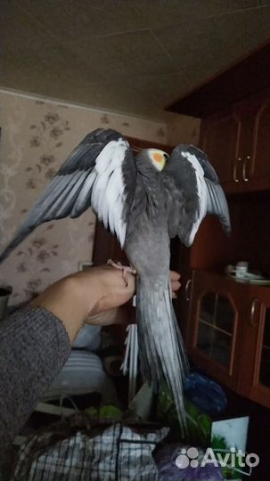 Попугай Корелла