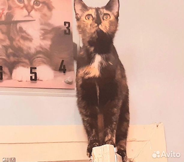 Грациозная Астрочка