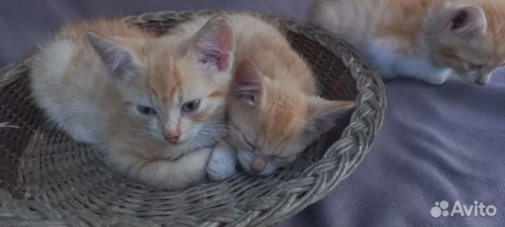 Котятки любящим хозяевам