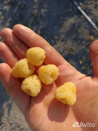 Саженцы Малины топовых Сортов Маравила Энросадира