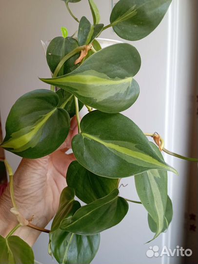 Сциндапсусы Пиктус и Сиамский, филодендрон Бразил