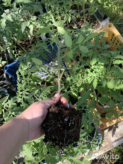 Рассада помидор