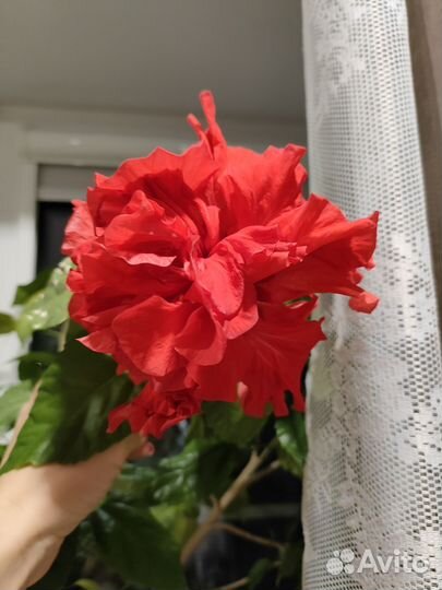 Гибискус китайская роза