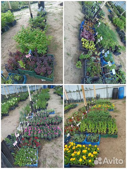 Большой выбор красивых многолетников