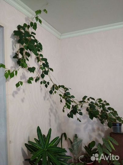 Цветы для дома и офиса