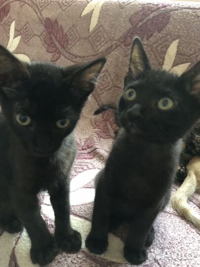 Отдам в добрые руки