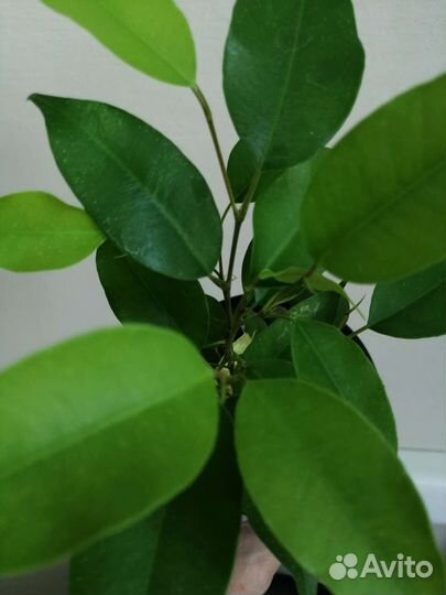 Фикус Бенджамина