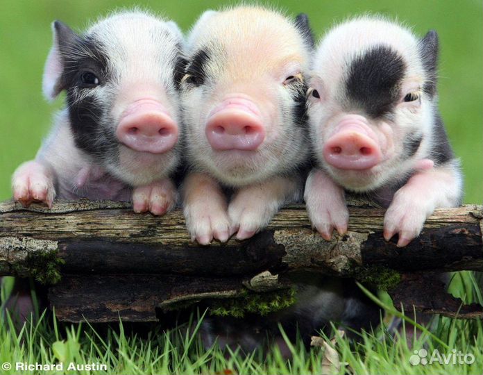 Вахта в Орловской области уход за животными