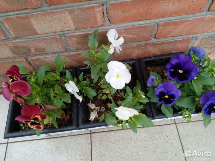 Чайный гриб