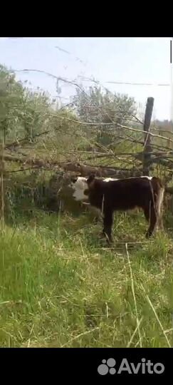 Быки телята