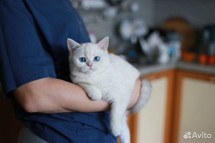 Боитанская синеглазая шиншилла