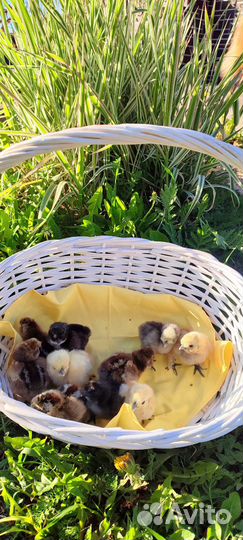 Китайские шёлковые курочки, павлины