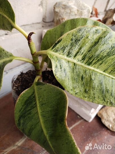 Домашние цветы